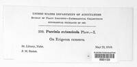 Puccinia extensicola image